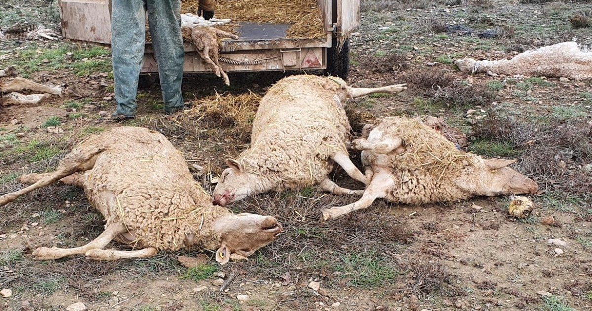 مستوطنون يعدمون 117 رأس غنم في الغوار الشمالية